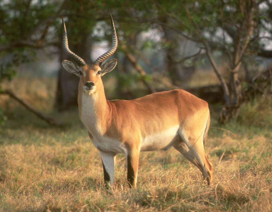 Red Lechwe (Kobus leche) up to 300 pounds.
